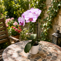 Phalaenopsis Fong Tien's Amapearl 'Cone Pearl CL913G'