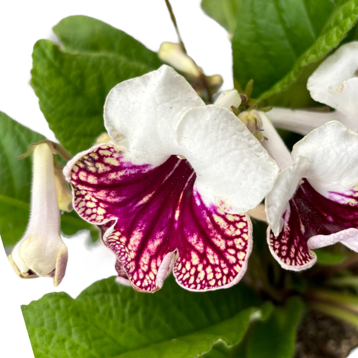 Streptocarpus Plenty