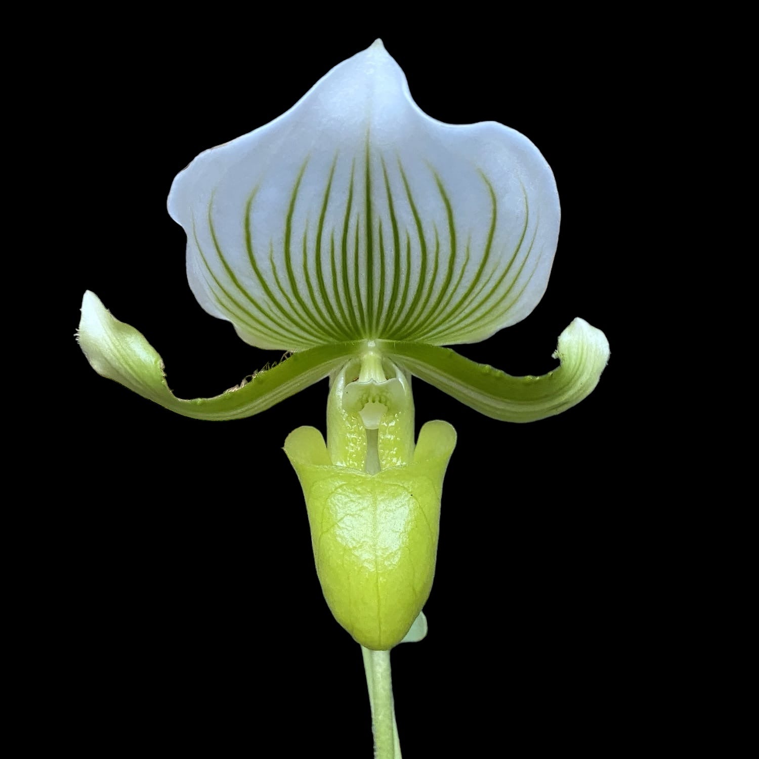 Paphiopedilum Maudiae Femma (Papucul lui Venus)