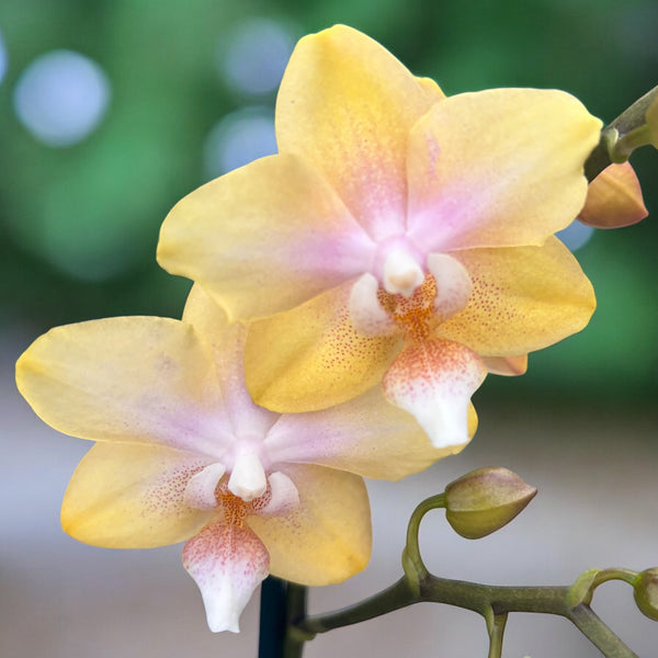 Phalaenopsis Bronze Buddha 'Lemon' (Bolgheri Lemon) *fragrant flowers