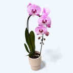 Phalaenopsis 'Limited' big lip