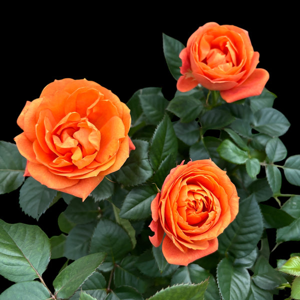 Zwergorangefarbene Gartenrosen - Rosa 'Orange Jewel' (3 Pflanzen/Topf) XL-Blüten