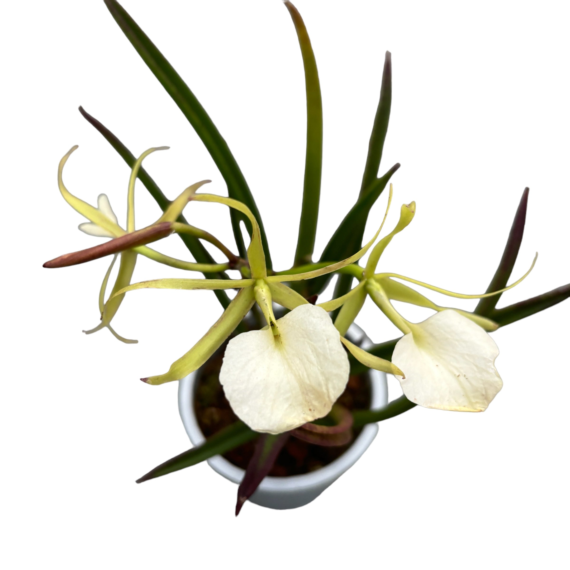 Brassavola Cordata (syn. Brassavola Subulifolia) Parfumata – Floraria ...