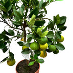 Citrus limetta 'Pursha' - Sweet lime H70