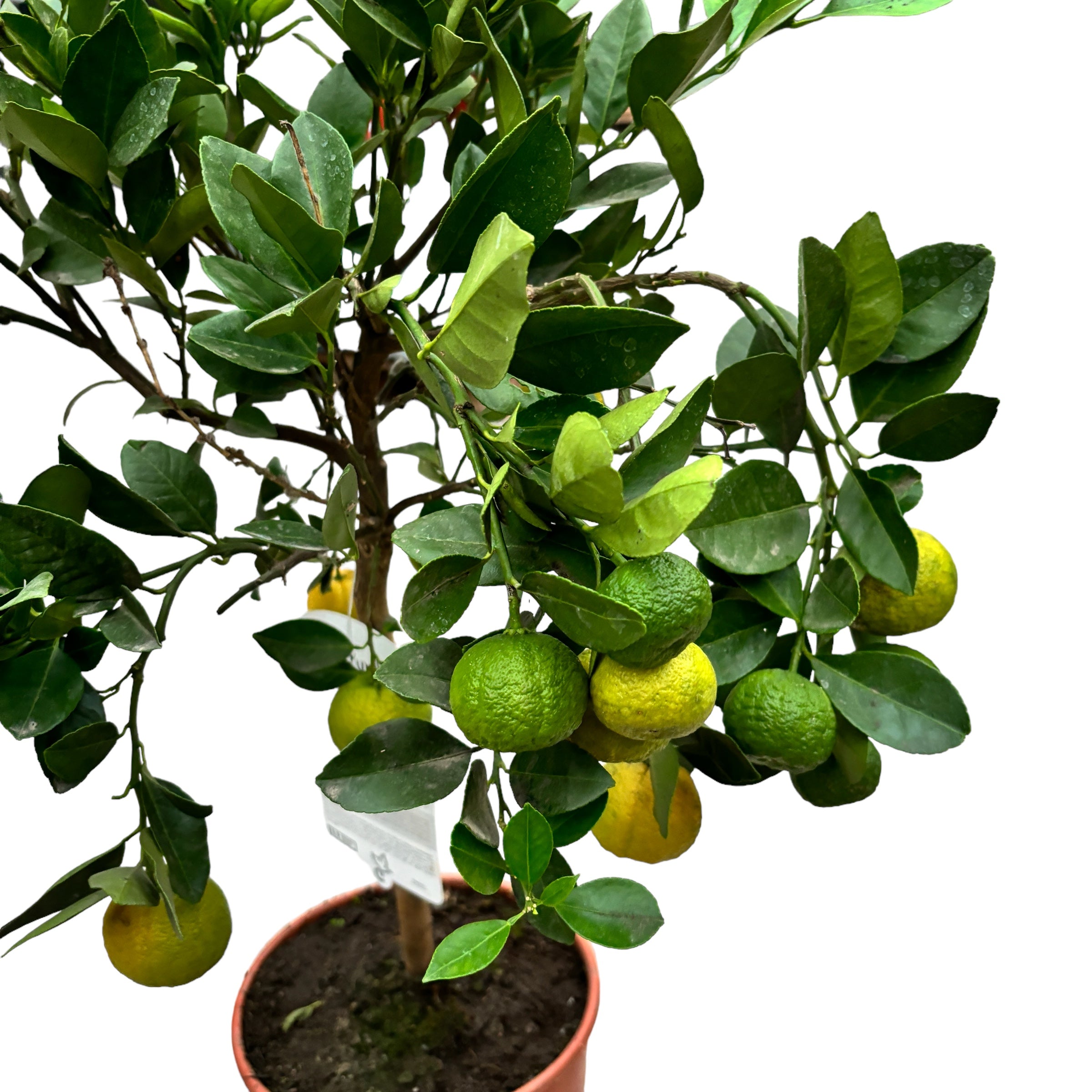 Citrus limetta 'Pursha' - Sweet lime H70