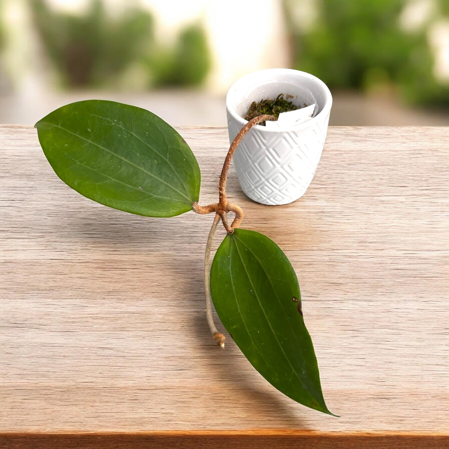 Hoya cinnamomifolia