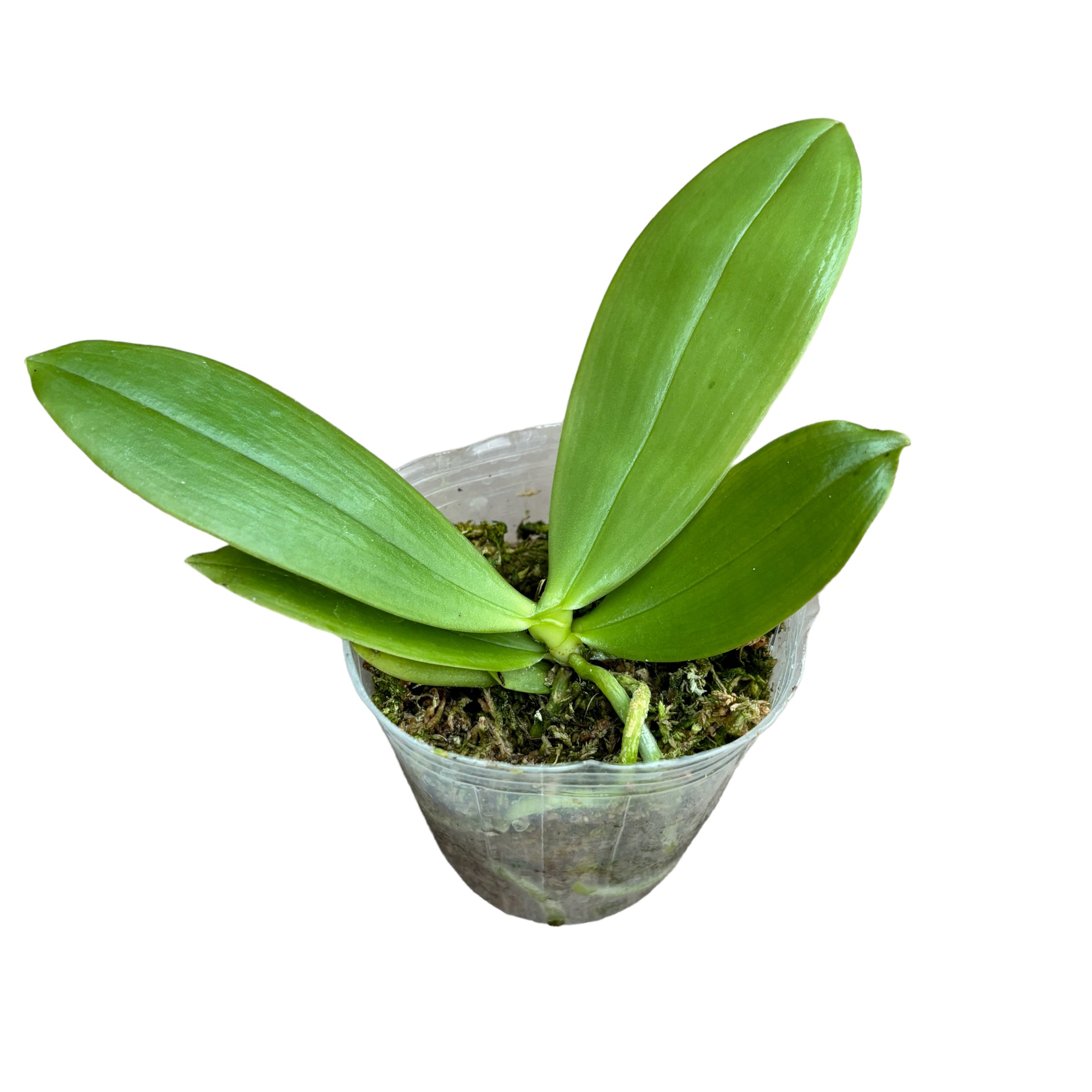 Phalaenopsis bellina var. alba *parfumée