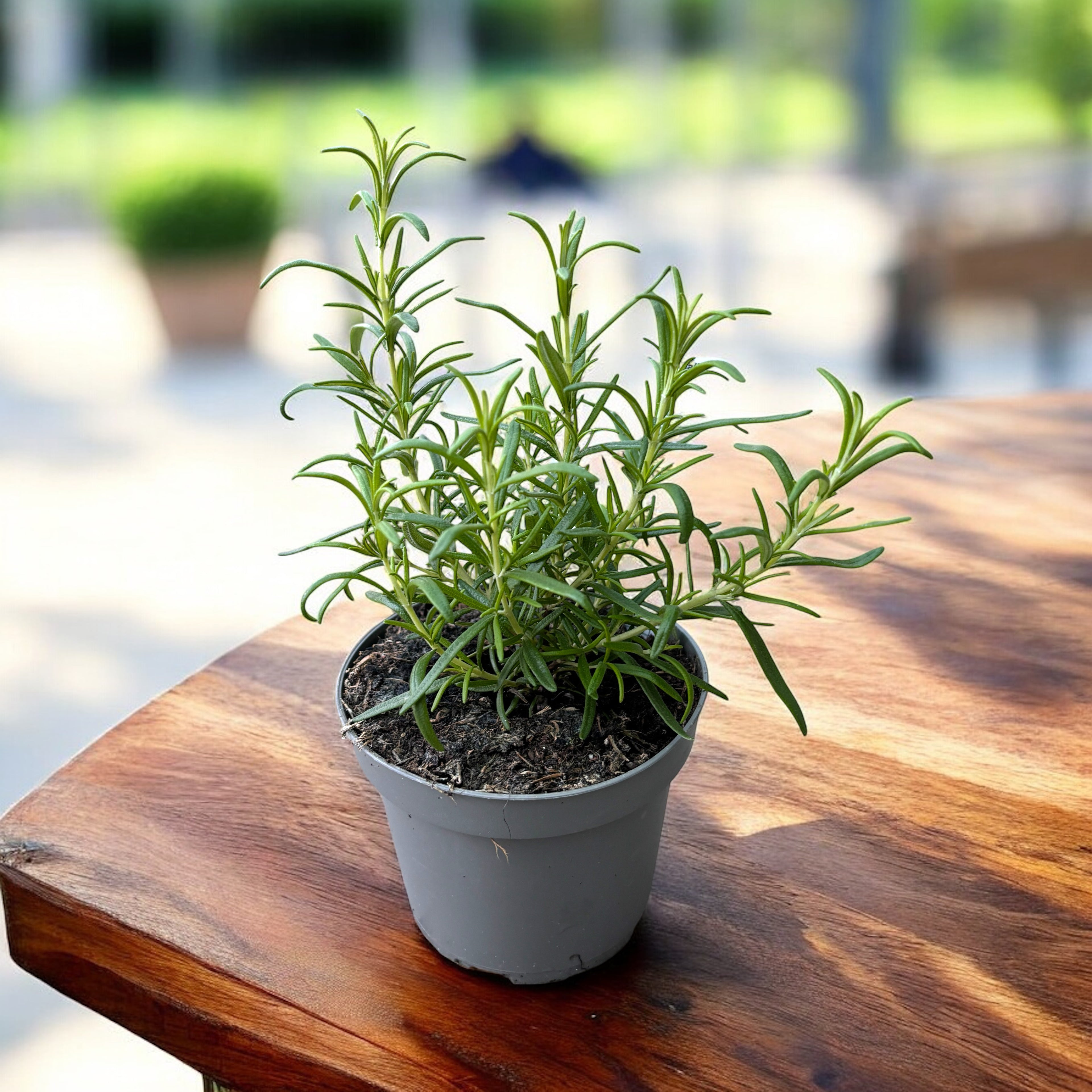 Rozmarin in ghiveci - Rosmarinus officinalis 'Speedy' - Cultura biologica