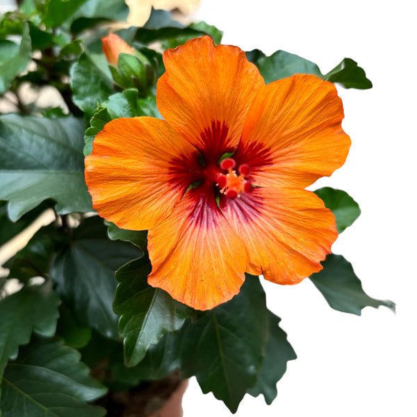 Hibiscus Petite Orange (2-3 plants/pot)