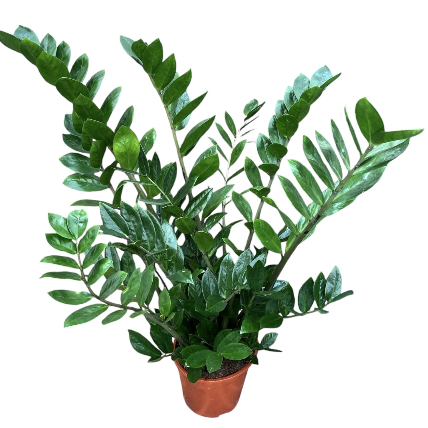 Zamioculcas Zamiflora (Zamiifolia) XL - Planta exotica eterna!