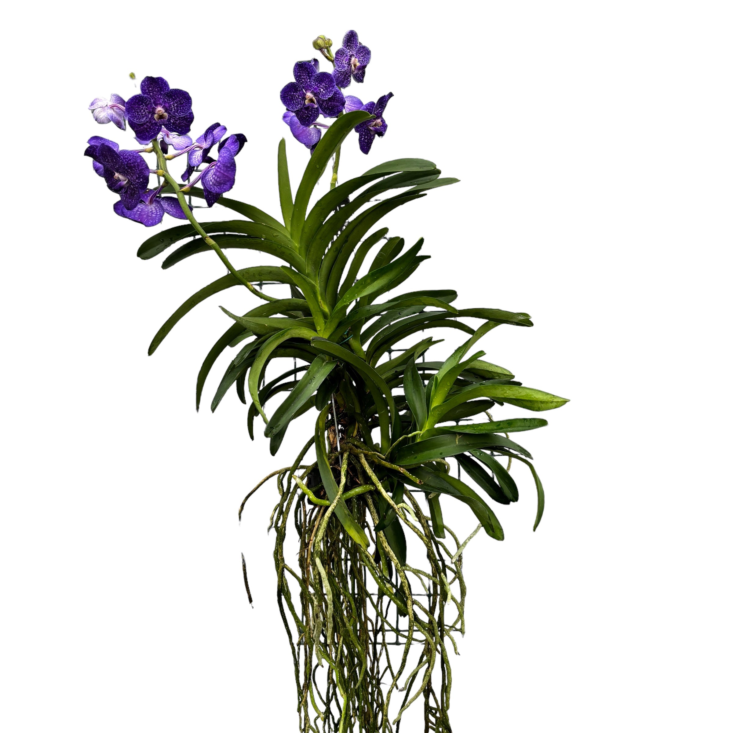 Vanda Tweed Blue XXL 5p (Ansu)