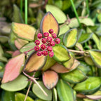 Hoya sp. aff. burtoniae 'Variegata' - nagy példányok!