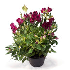 Alstroemeria Colorita Purple - kompaktný peruánsky ľalia s efektnými kvetmi