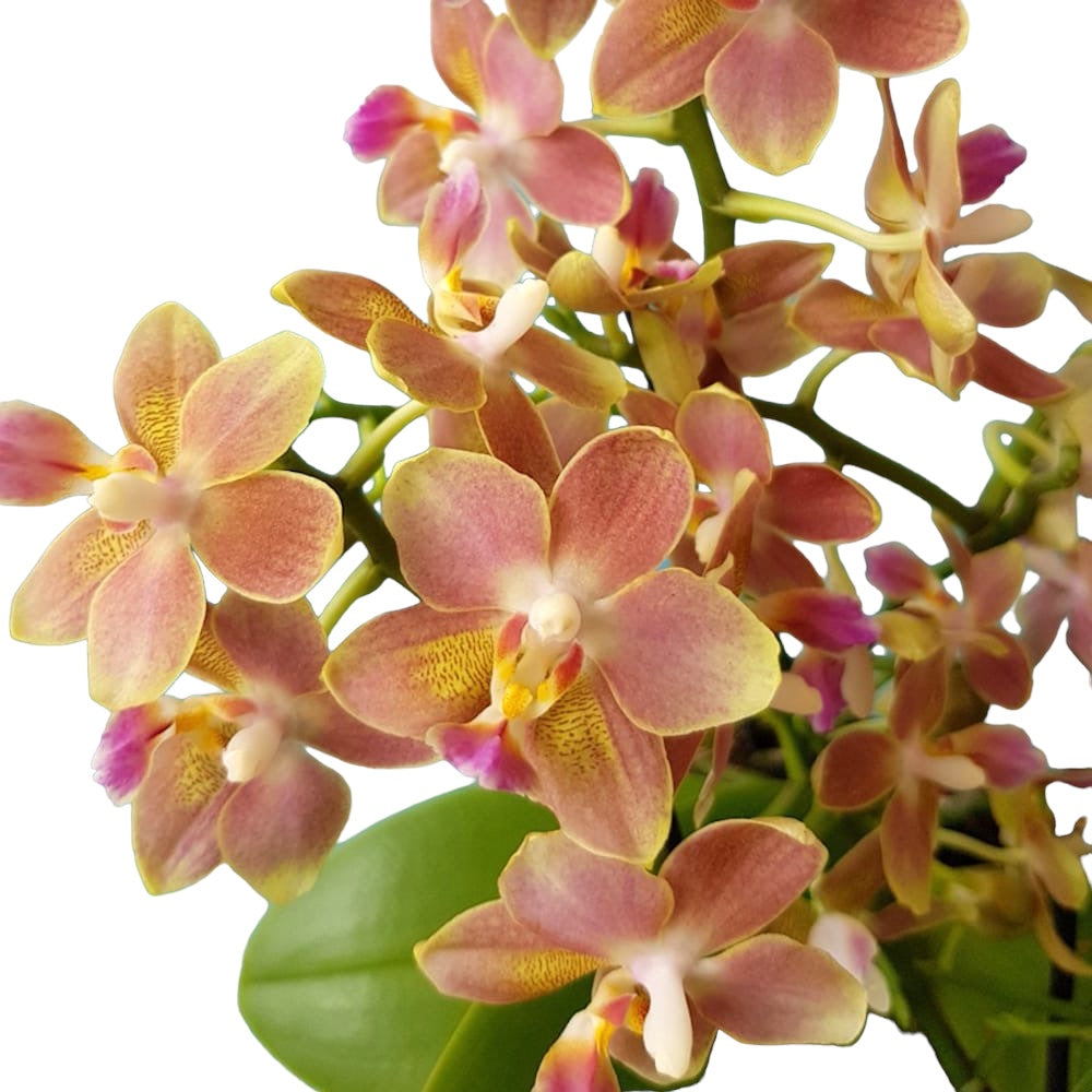 Phalaenopsis Tzu Chiang Balm (Lemon Spice) - parfumata