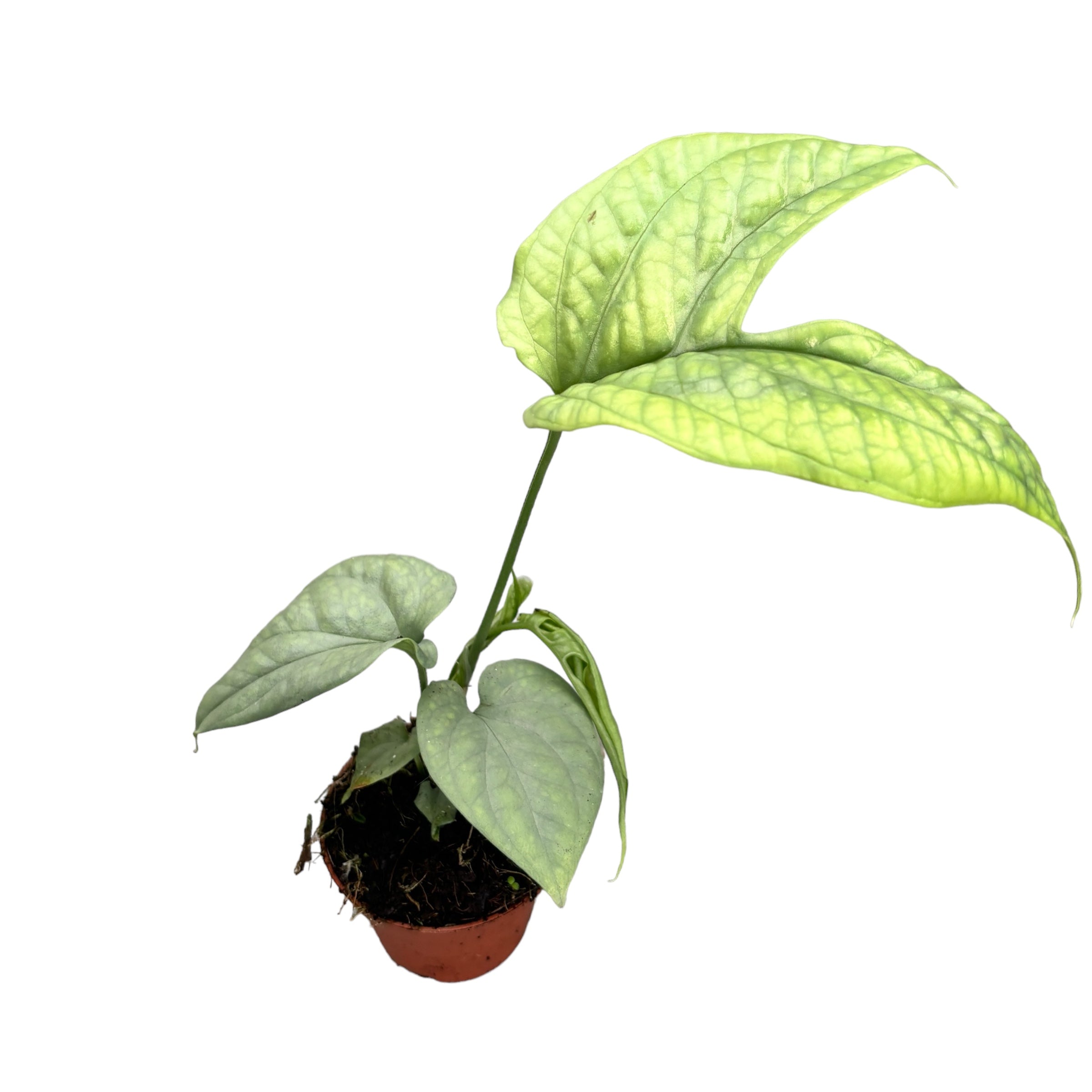 Amydrium medium 'Silver Spiderman' (Spiderman Monstera Silver) - babyplant