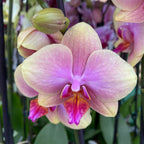 Phalaenopsis Sparx