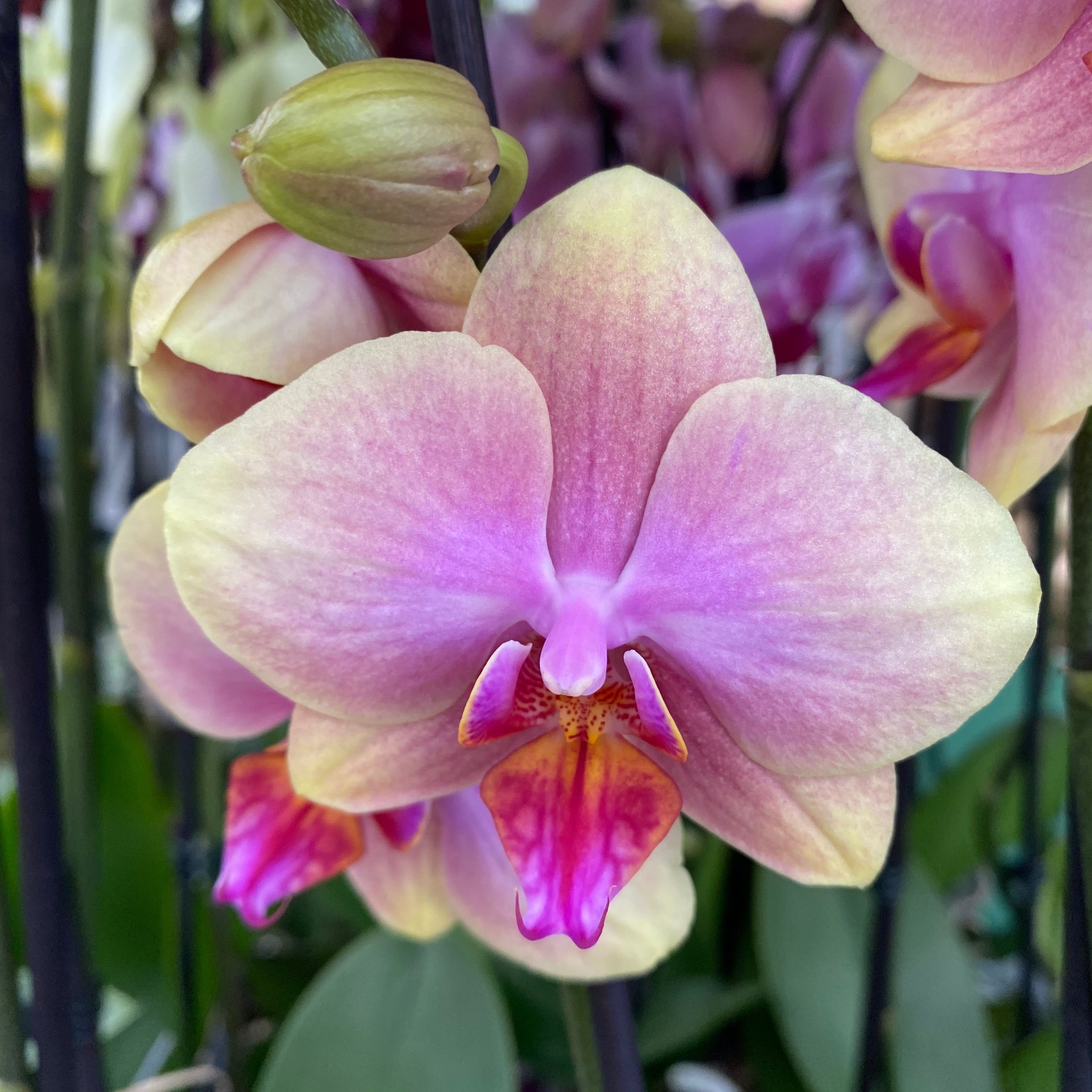 Phalaenopsis Sparx
