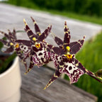 Oncidium (Cyrtocidium) Holm’s Wizard var. #04 - parfumé !