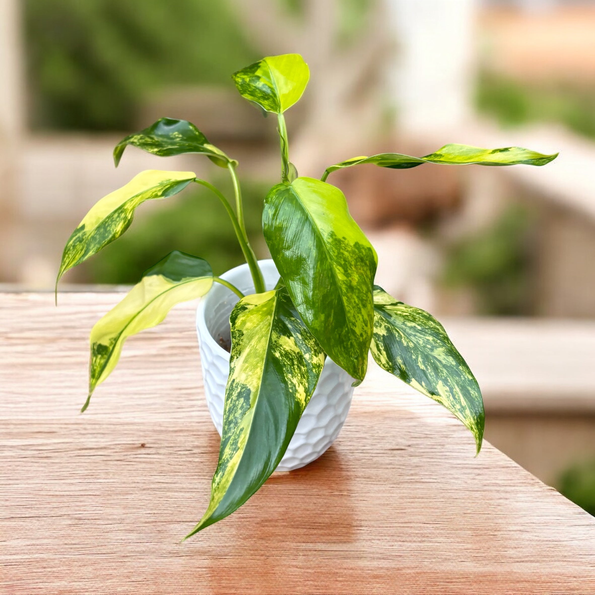 philodendron domesticus Philodendron domesticum 'Variegata' – Secret Garden Plant Shop