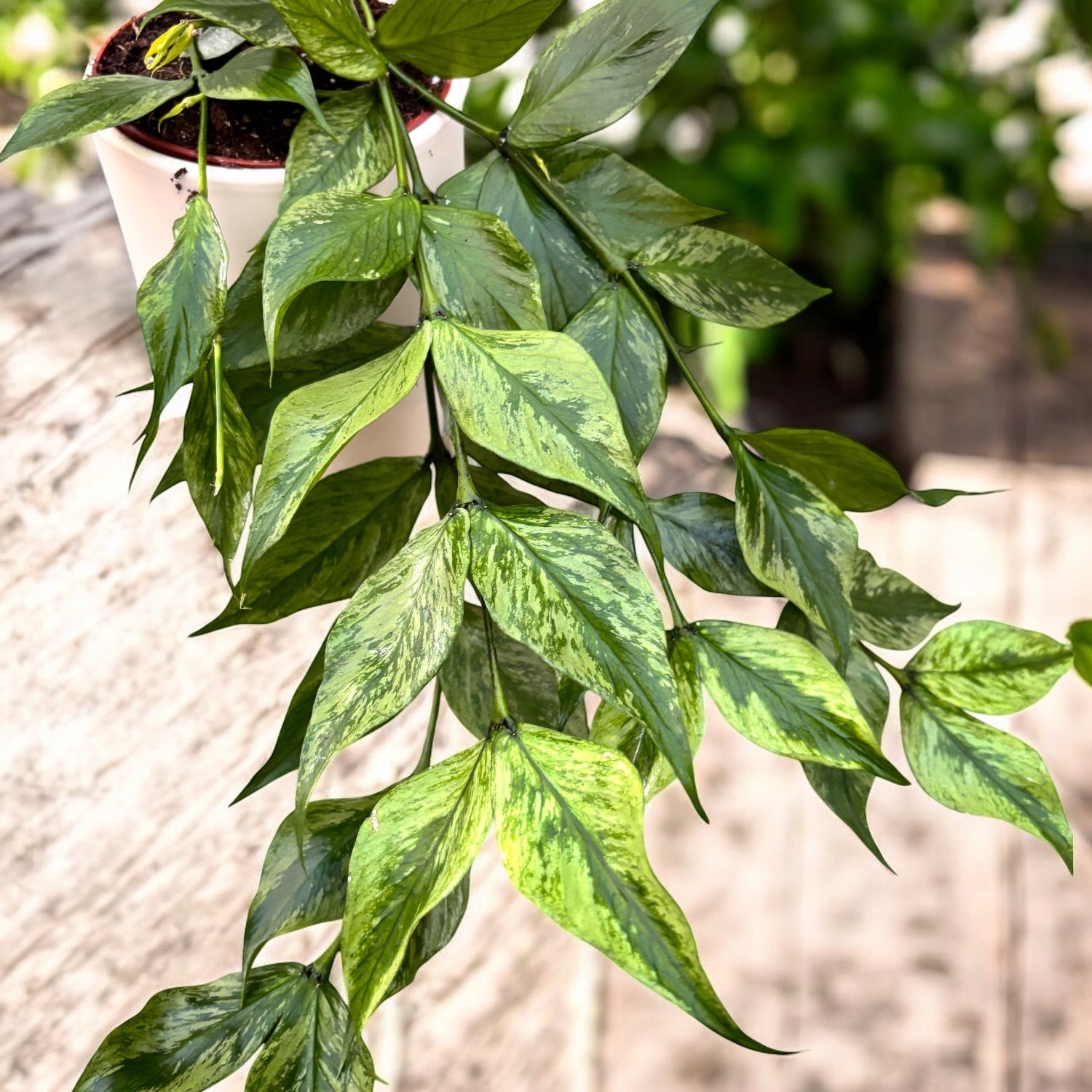 Hoya polyneura 'Broget' (variegata, mutation RC)