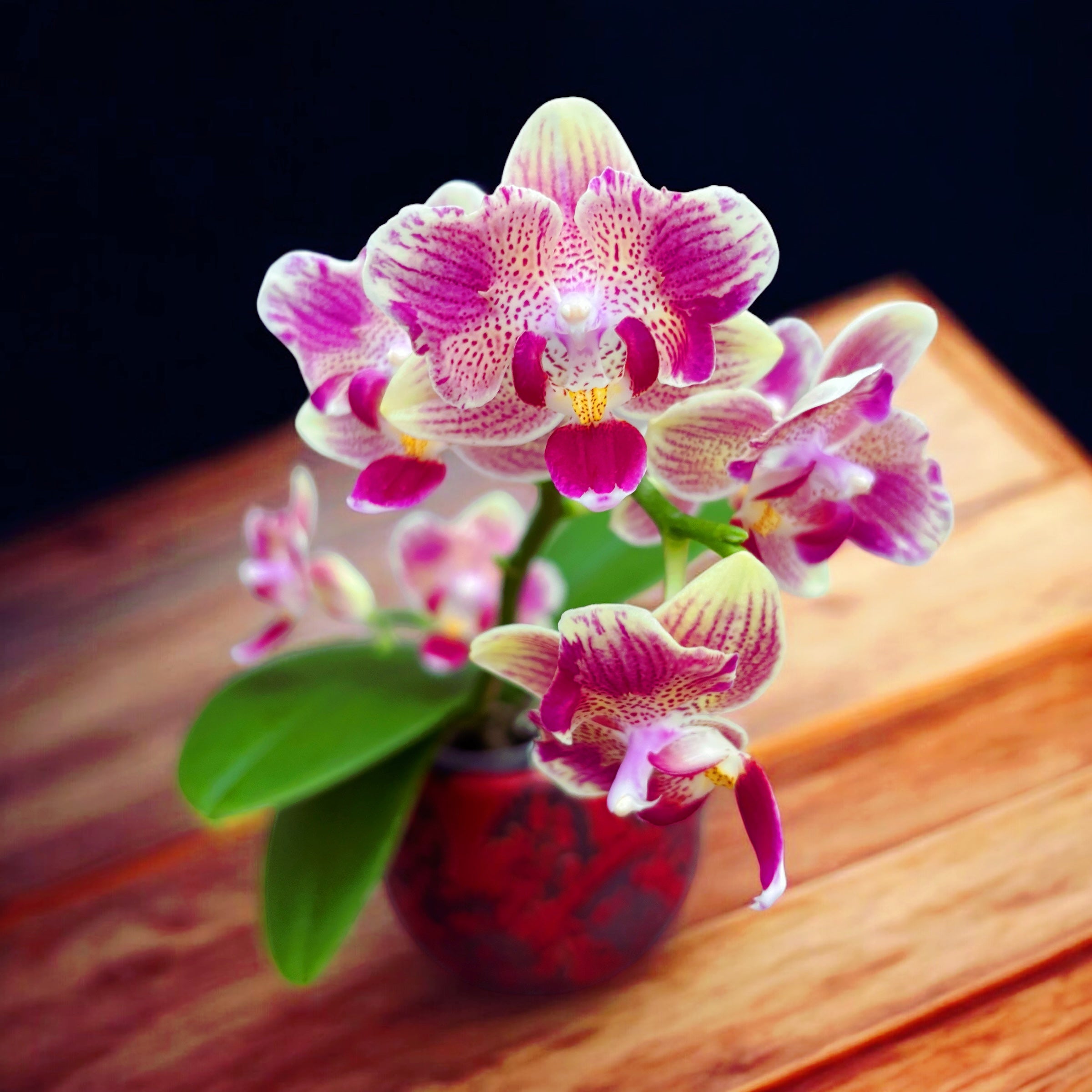 Phalaenopsis Miki Flowery Girl (peloric)