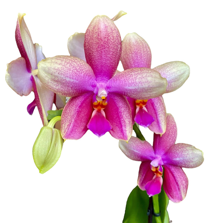 Phalaenopsis Sweet Memory Liodoro - flori intens parfumate