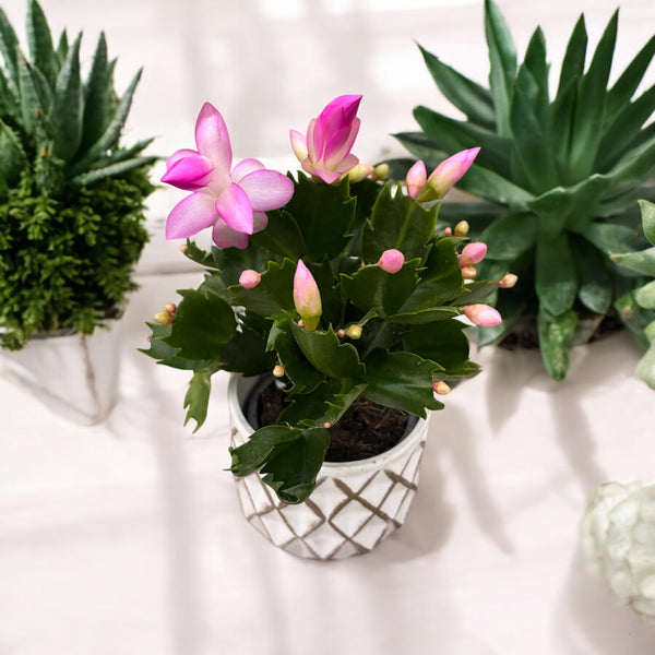 Schlumbergera ‘Ida’ (Craciunita) 2pp