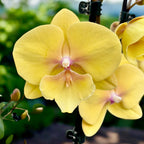 Phalaenopsis KS Big Stone (Gloria) big lip