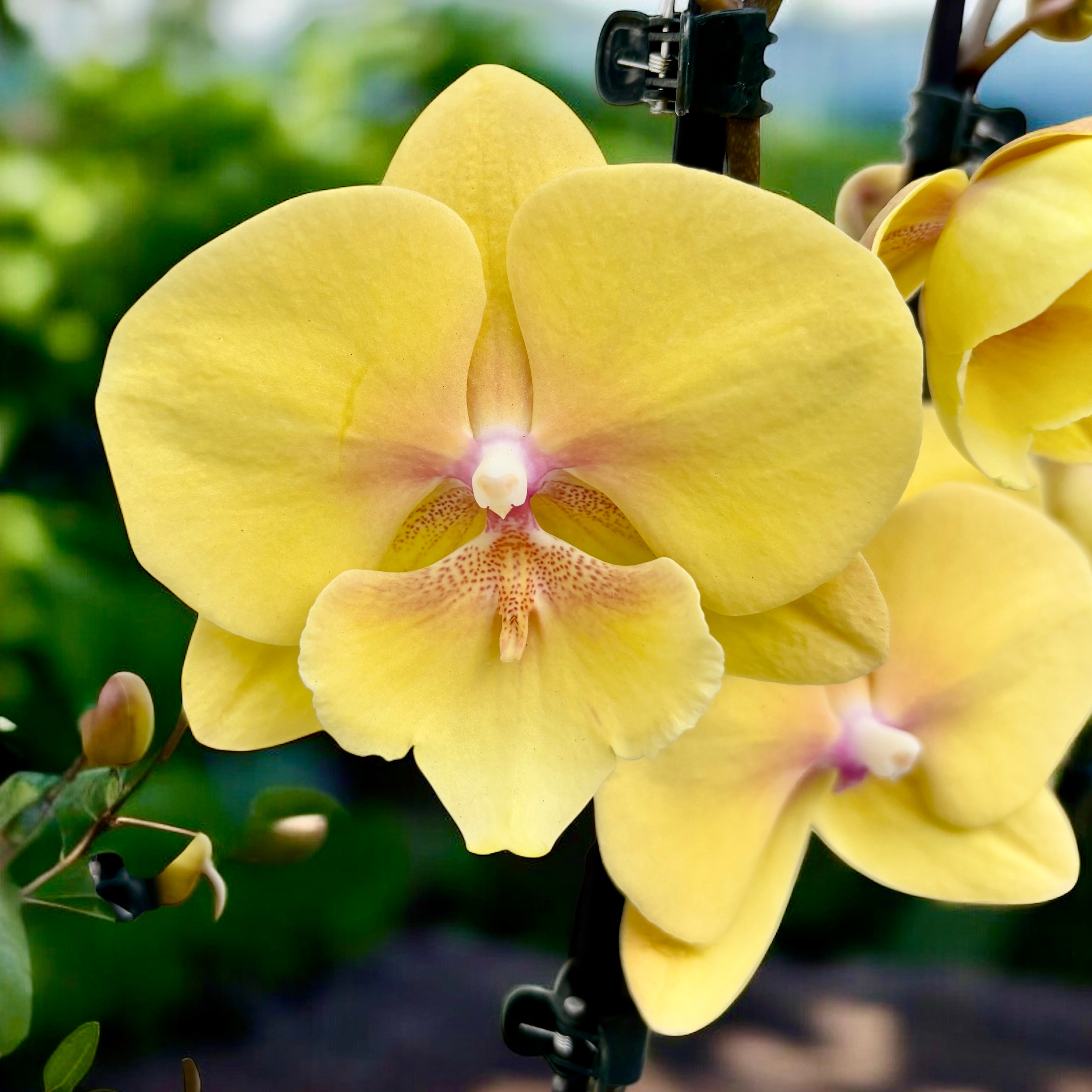 Phalaenopsis KS Big Stone (Gloria) big lip