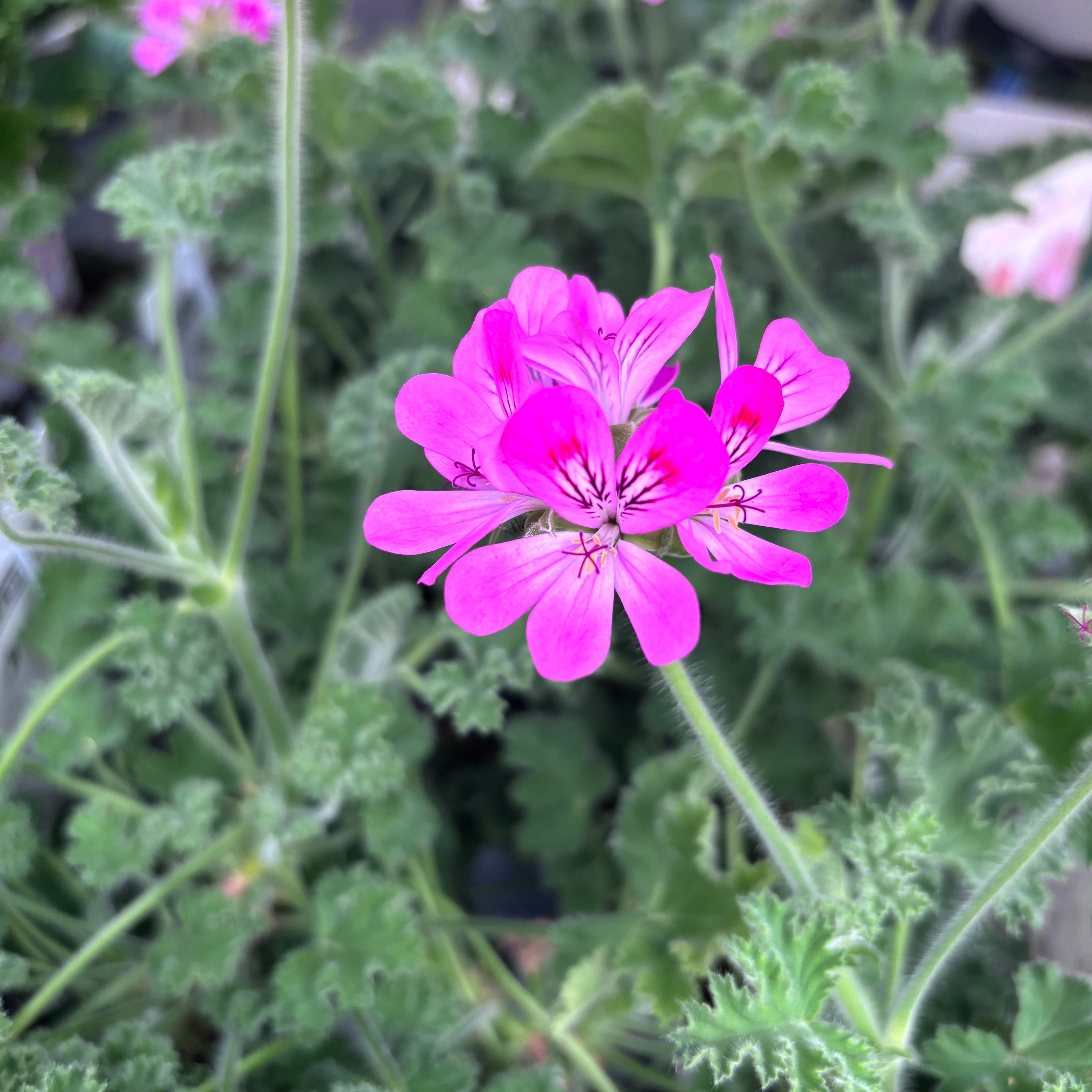 Muscate antitantari parfumate - Pelargonium ‘Pink Capitatum’