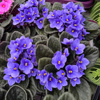 Saintpaulia Toronto - blau-violette Veilchen