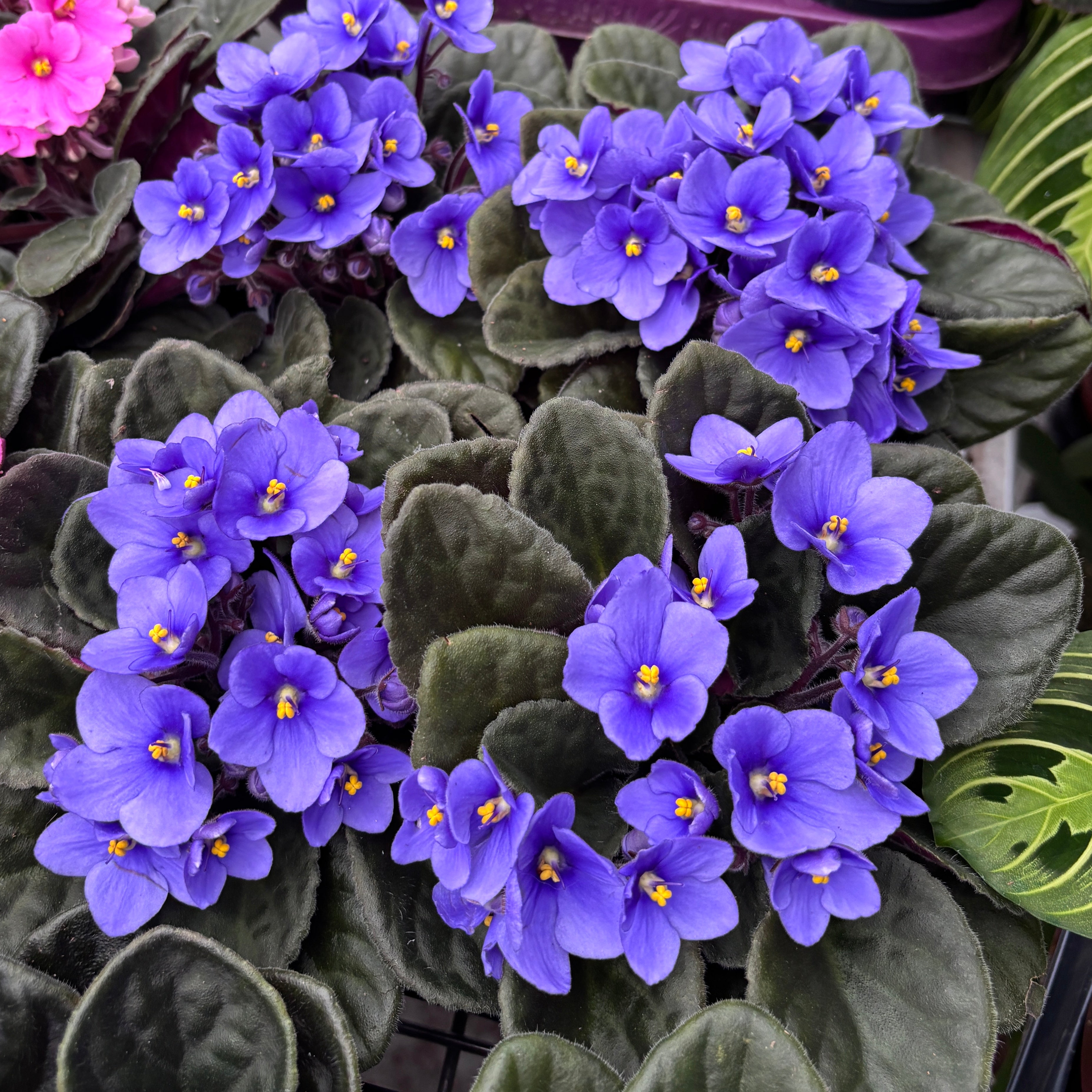 Saintpaulia Toronto - violete albastre