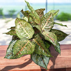 Aglaonema 'Pistachio' - XXL exemplár 5pp