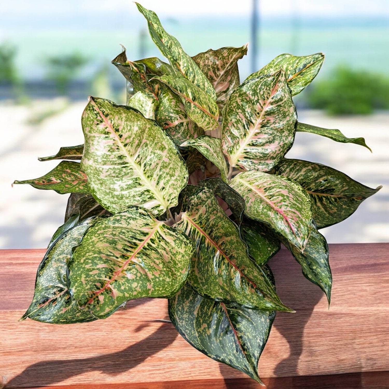 Aglaonema 'Pistachio' - exemplar XXL 5pp