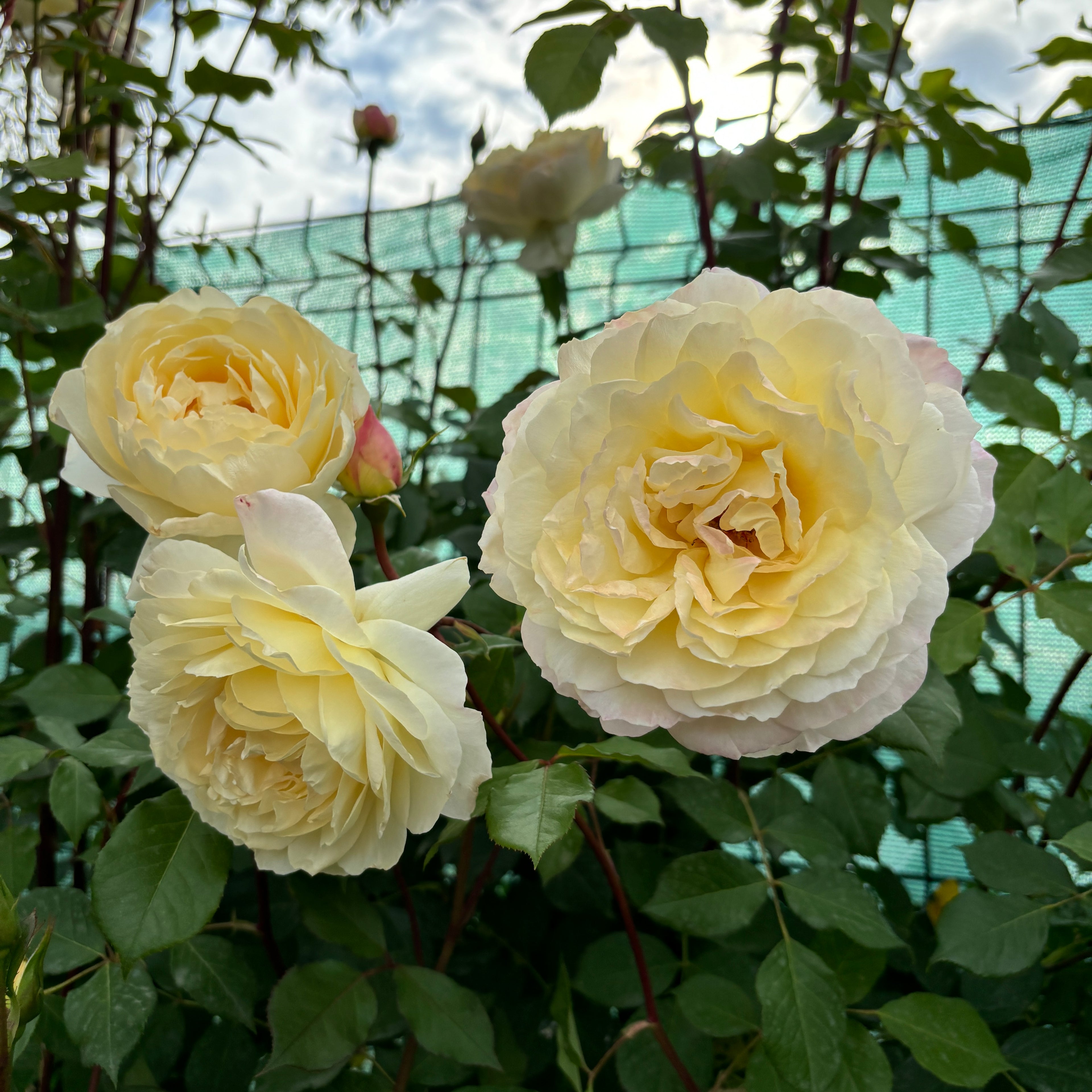 Rosa 'White Climber'® - Trandafir floribunda, catarator, parfumat