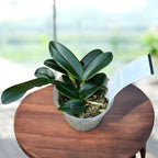 Cattleya schilleriana var. félig fehér