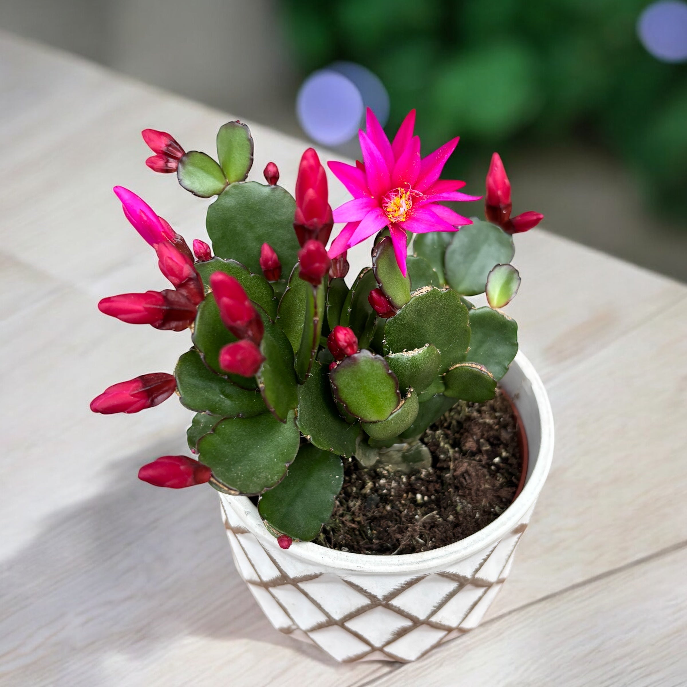 Rhipsalidopsis ‘Red-Pink’ (floarea pastelui)- 2 culori/ghiveci