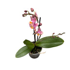 Phalaenopsis Summerion *duftend