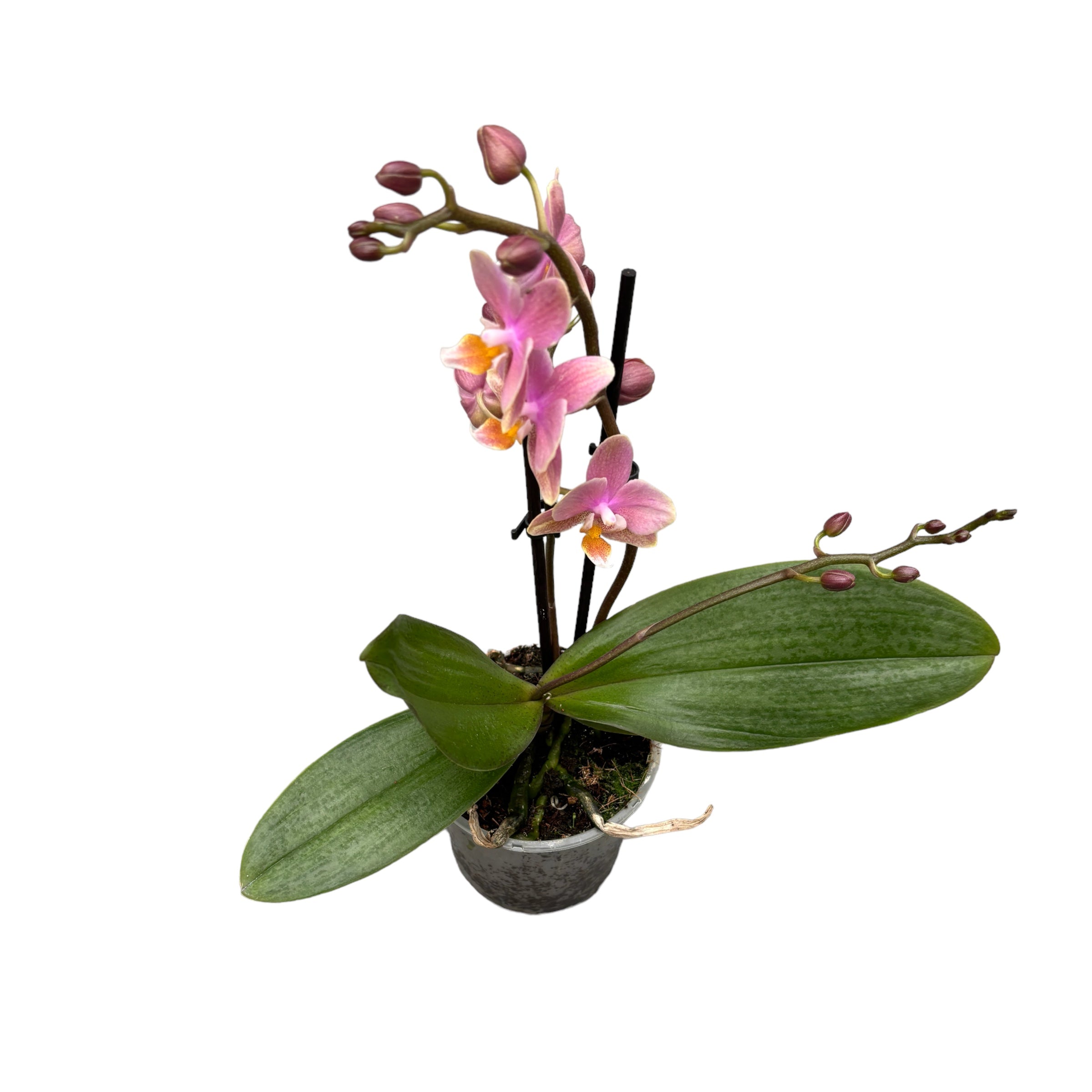 Phalaenopsis Summerion *parfumata