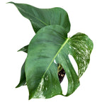 Monstera deliciosa 'Variegata' (low variegation)