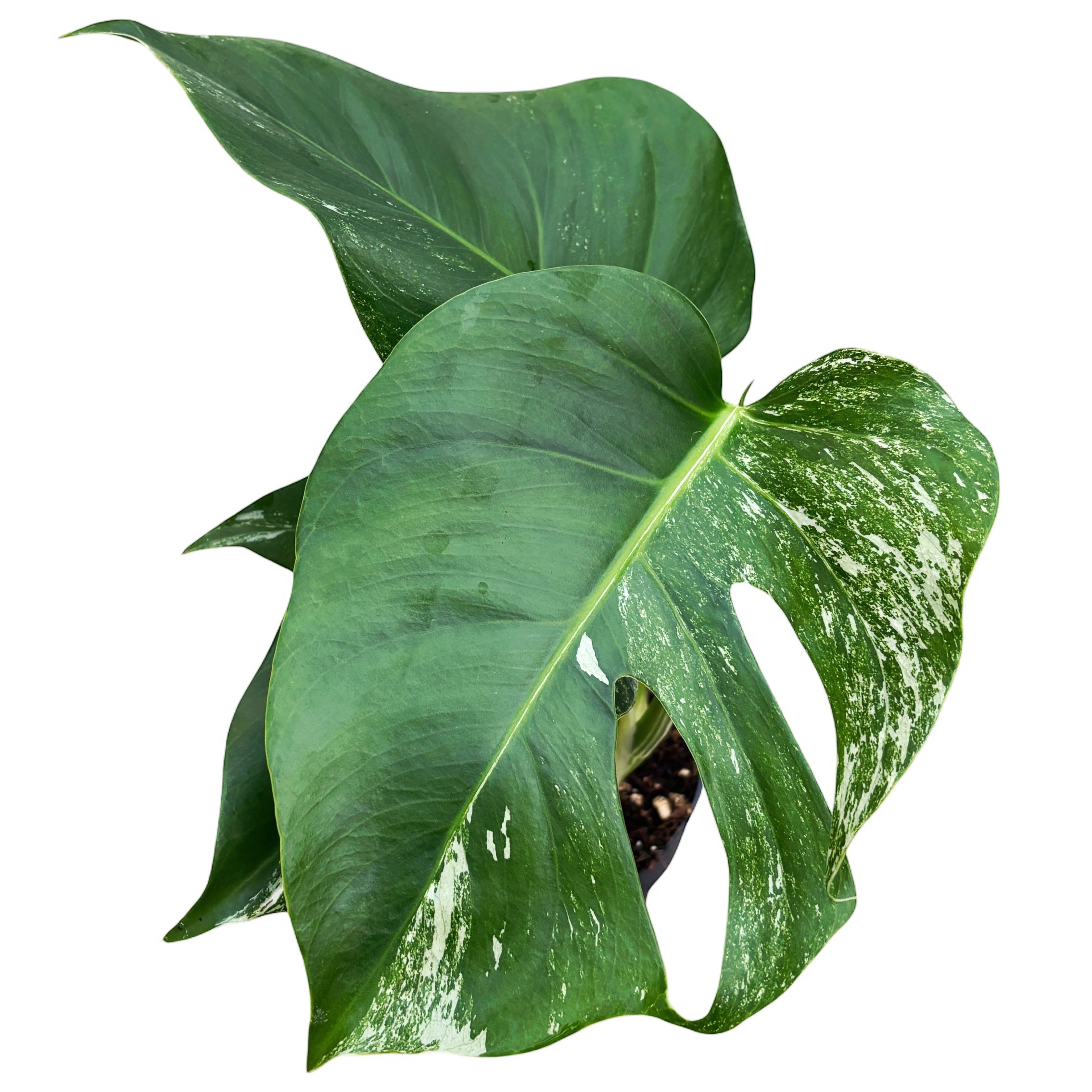 Monstera deliciosa 'Variegata' (low variegation)