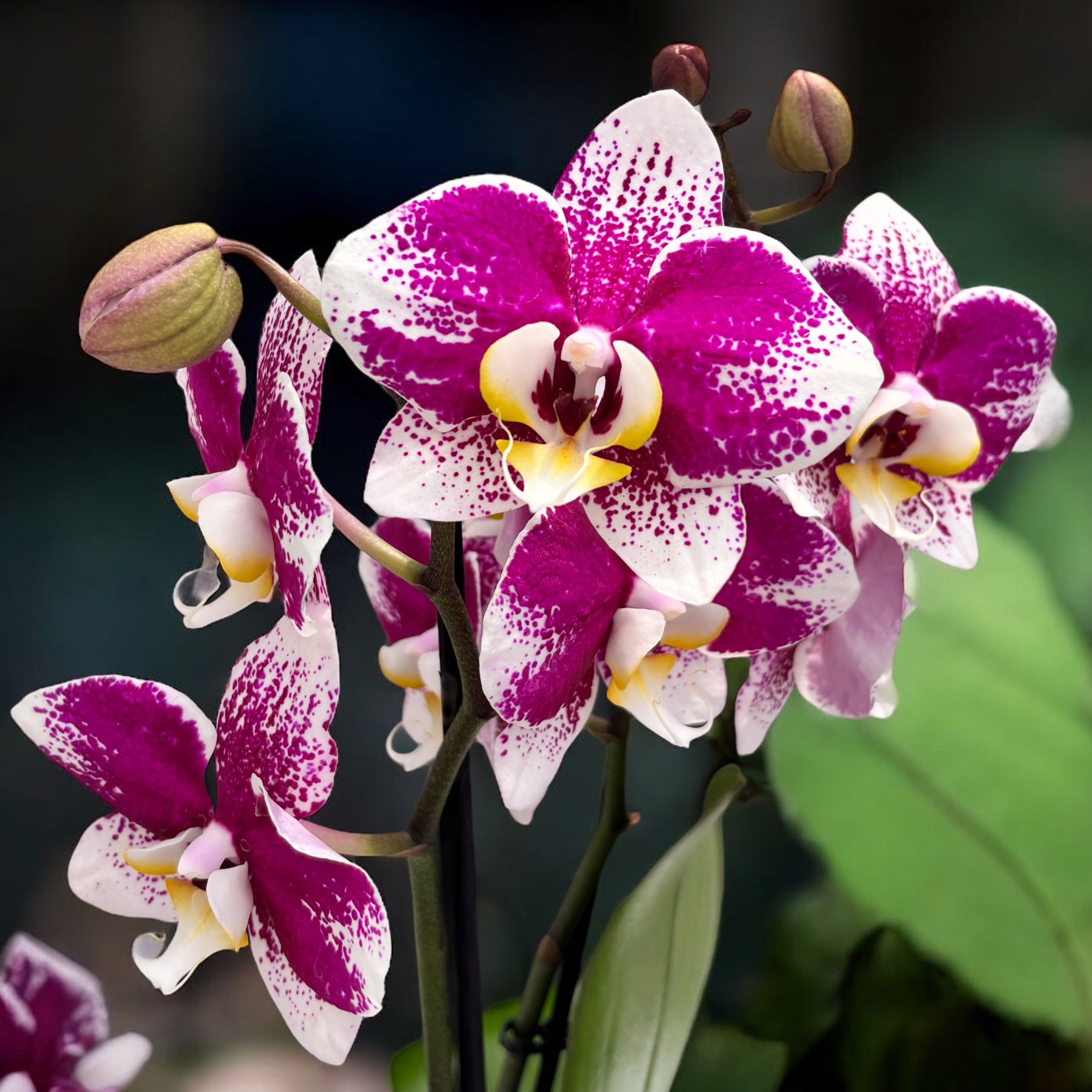 Phalaenopsis Anthura Barcellona