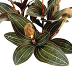 Ludisia discolor (jewel orchid) D9