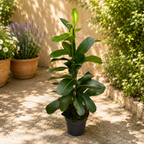 Ficus microcarpa ‘Smile’ - ficus compact cu frunzis bogat
