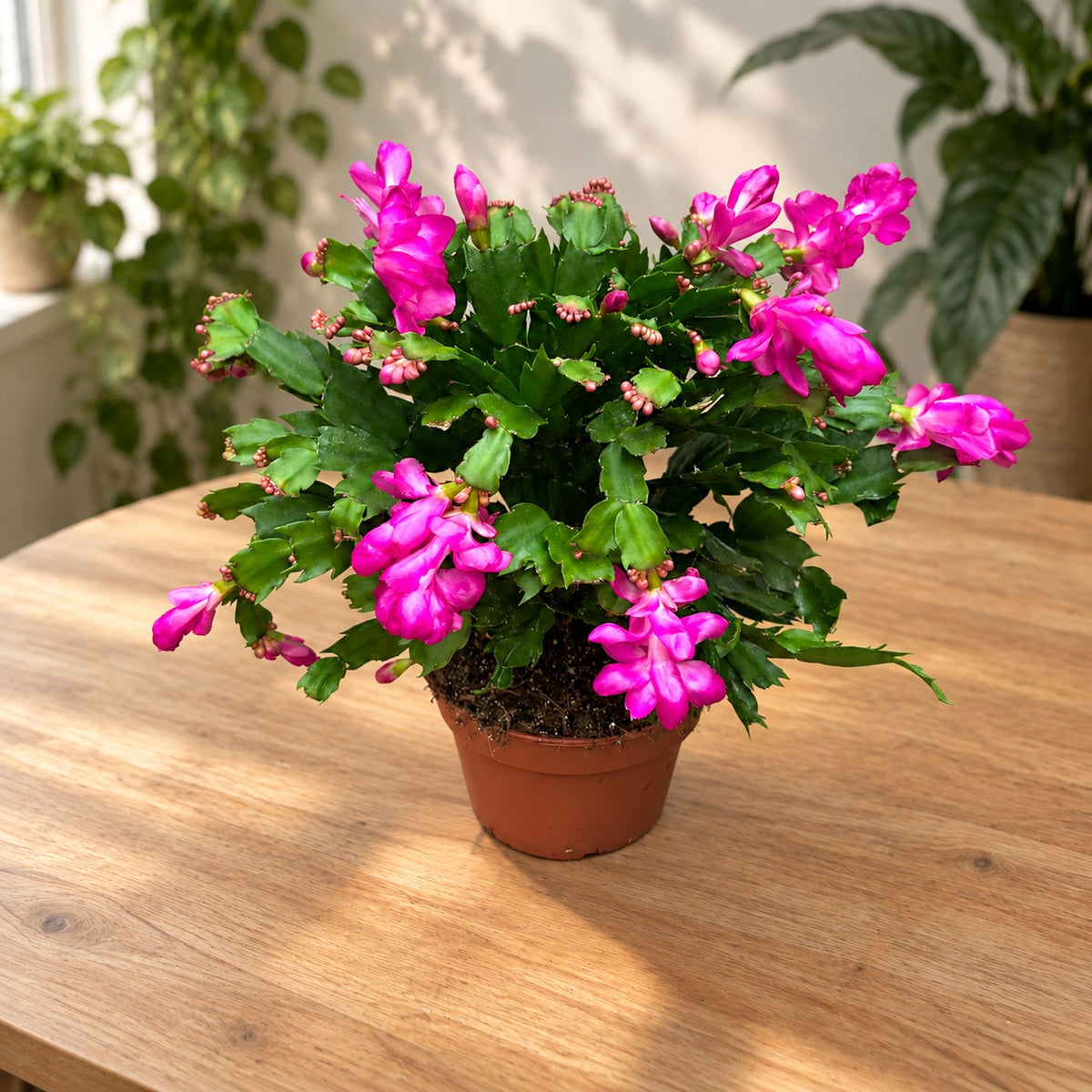 Schlumbergera Cyber Dancer (roza božična zvezda) - primerki XL
