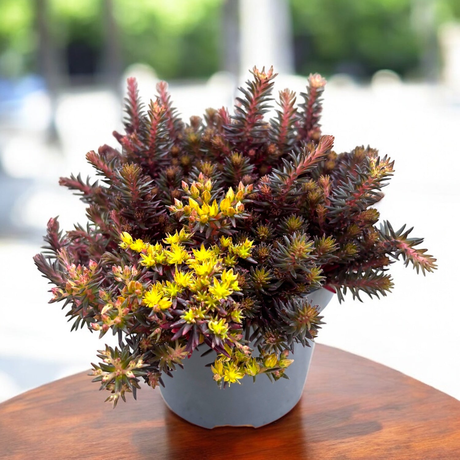 Sedum ‘Chocolate Ball’ - planta suculenta de gradina cu frunzis ciocolatiu si flori galbene