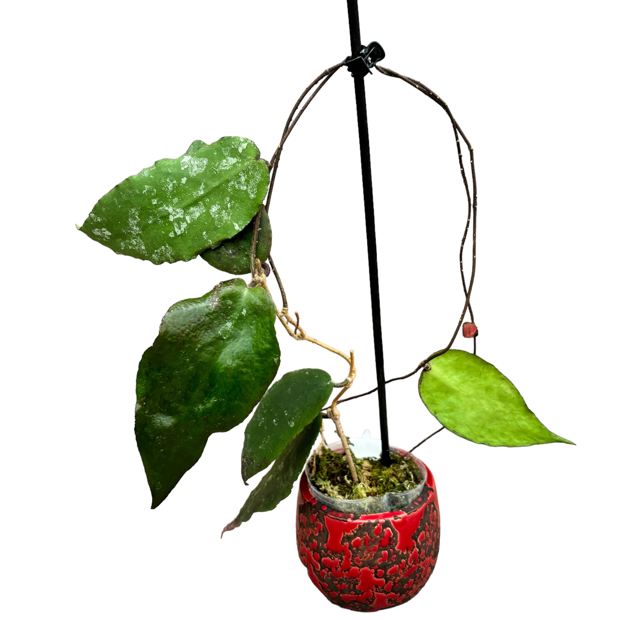 Hoya caudata 'big and green leaves'