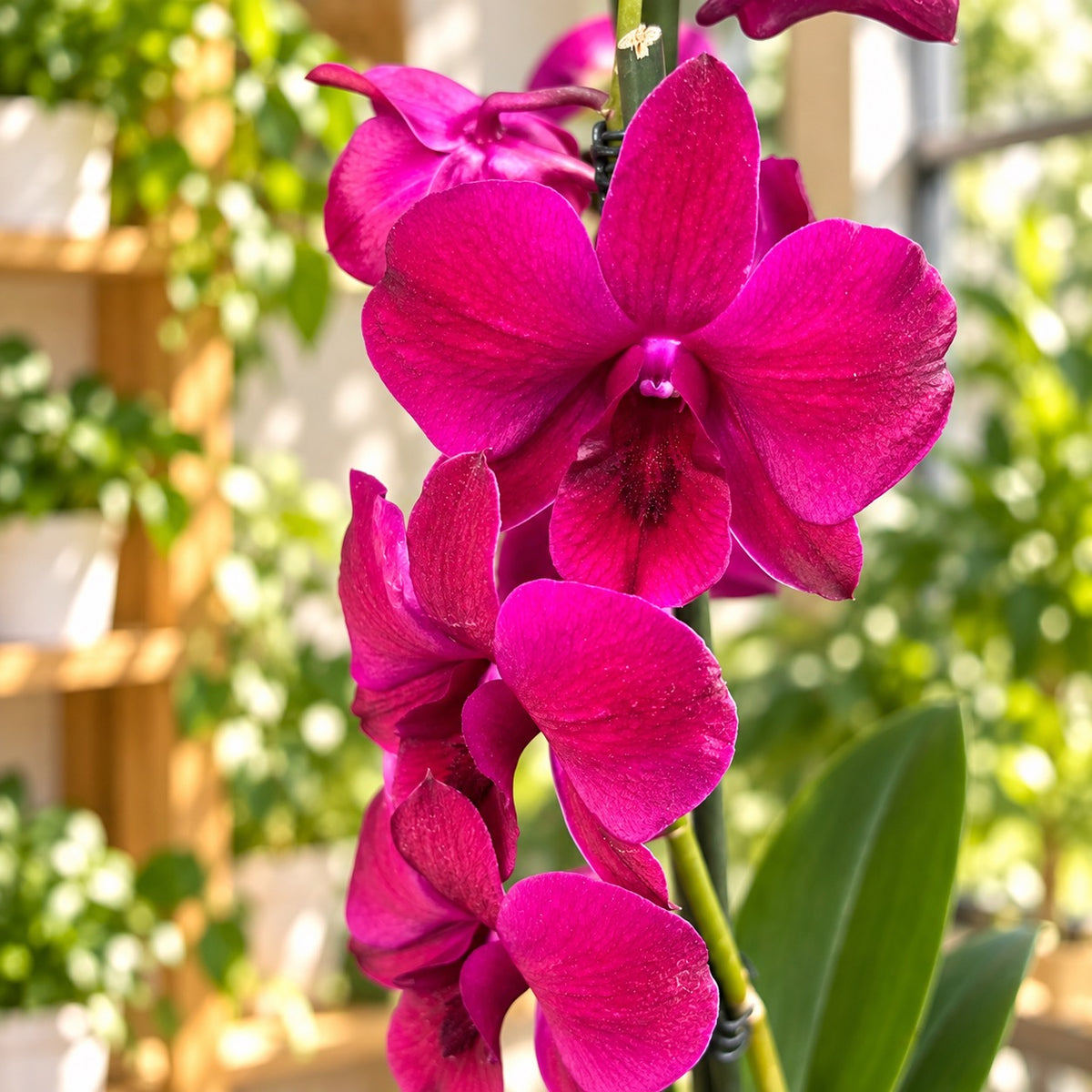 Dendrobium Ladda Red (Dendrobium Phalaenopsis)