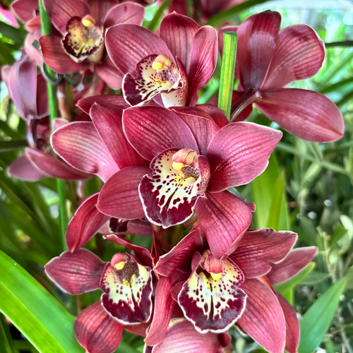 Cymbidium Κόκκινη Ομορφιά Roy