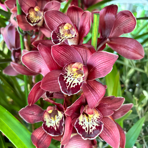 Cymbidium Red Beauty Roy